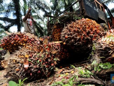 Usin Apreasiasi Pemerintah Daerah Jaga Stabilitas Harga Sawit