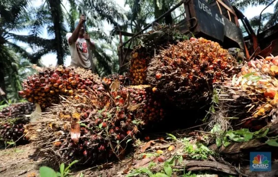Usin Apreasiasi Pemerintah Daerah Jaga Stabilitas Harga Sawit